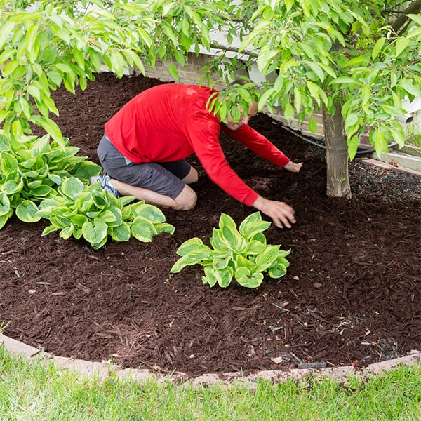 mulch installation helps to reduce water evaporation from the soil, resulting in less frequent watering needs for plants